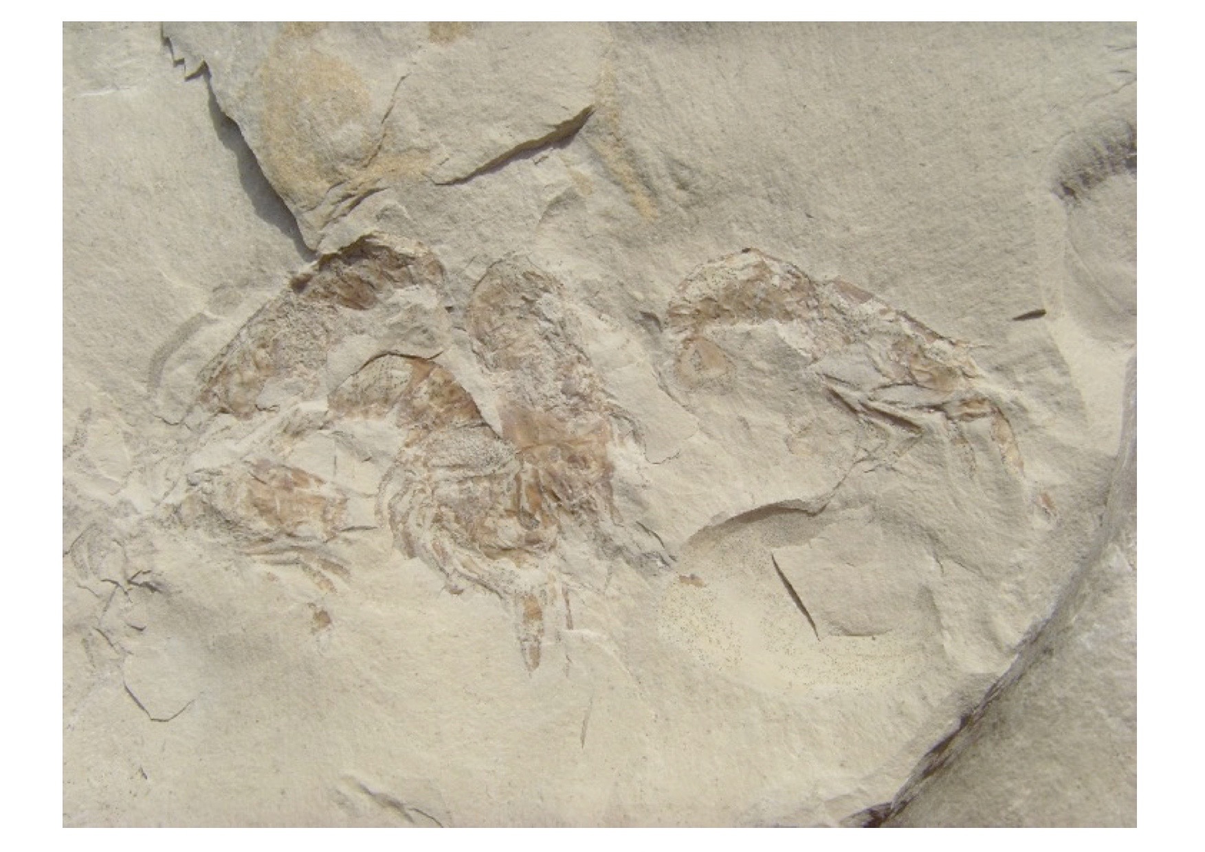 PSEUDASTACUS LEMOVICES, un fossile corrézien exceptionnel  exposé à l’Espace de Découverte de Noailhac
